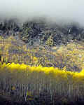 Aspen-Glow-400.jpg (29379 bytes)