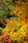 Autumn-Splendor-400.jpg (26250 bytes)