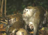 Baby-Macaque.jpg (50302 bytes)