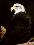 Bald-Eagle-400.jpg (21554 bytes)