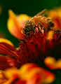 Bee-on-Flower.jpg (50005 bytes)