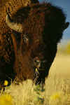 Bison-Portrait-400.jpg (27541 bytes)