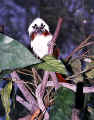Cotton-Top-Tamarin-400.jpg (50224 bytes)