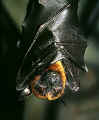 Flying-Fox.jpg (50634 bytes)