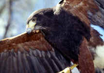 Harris-Hawk-400.jpg (30732 bytes)