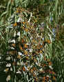 Monarch-Butterflies.jpg (50631 bytes)