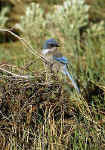 Mountain-Bluebird-400.jpg (28829 bytes)