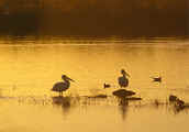Pelican-Sunrise-400.jpg (58036 bytes)