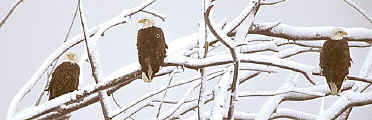 Three-Bald-Eagles-pan.jpg (36707 bytes)