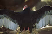 Turkey-Vulture-Wings-400.jpg (50076 bytes)