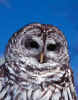 Barred Owl 480.jpg (39538 bytes)