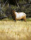 Bull-Elk-Portrait-400.jpg (27850 bytes)