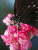 Butterfly 480.jpg (27275 bytes)