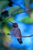 Hummingbird.jpg (46445 bytes)