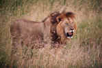 Lion 1.jpg (56813 bytes)