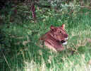 Lioness Nakuru.jpg (82893 bytes)