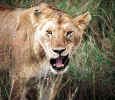 Lioness Portrait.jpg (75622 bytes)