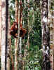Orangutan.jpg (76922 bytes)