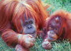 Orangutans.jpg (70261 bytes)