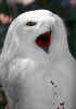 Snowy Owl Scream 480.jpg (20569 bytes)