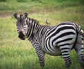Zebra Visitor.jpg (55852 bytes)