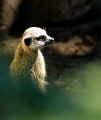 meerkat-400.jpg (51057 bytes)