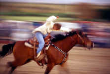 Rodeo-Pole-Racer-400.jpg (30409 bytes)